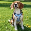 Sublimation neoprene dog harness-L