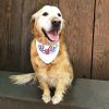 Sublimation white dog bandana
