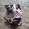 Sublimation dog T Shirt PINK